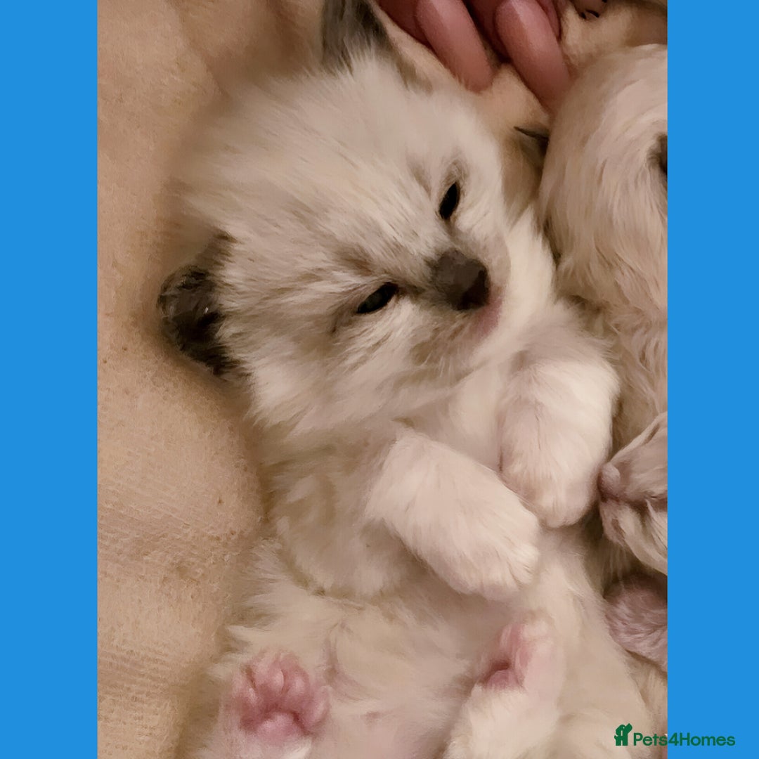 Ragdoll cats for sale: Purebred Bluepoint kittens - Image 1