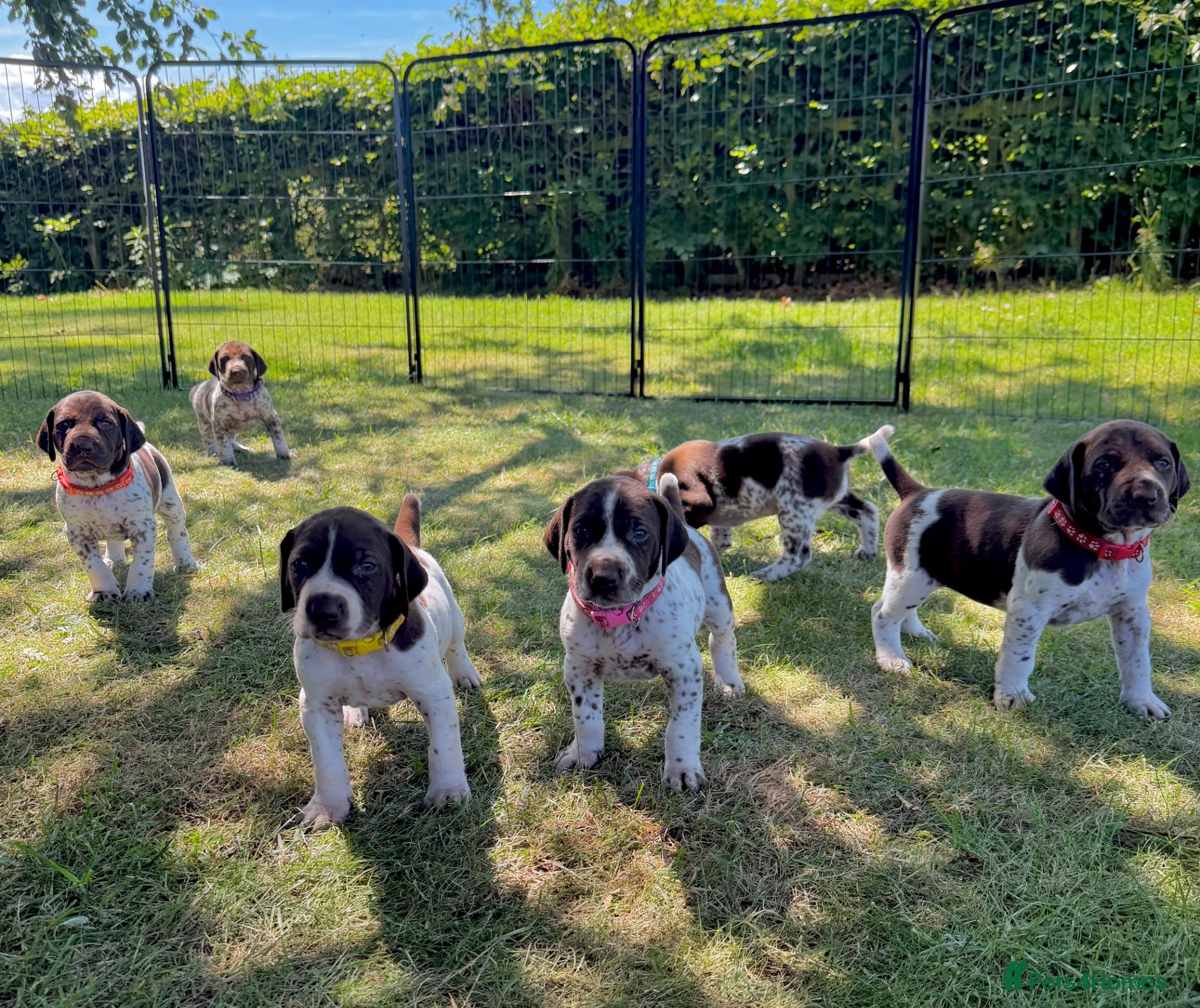 German Shorthaired Pointer dogs KC Registered German Shorthaired Pointer Puppies - Advert 1