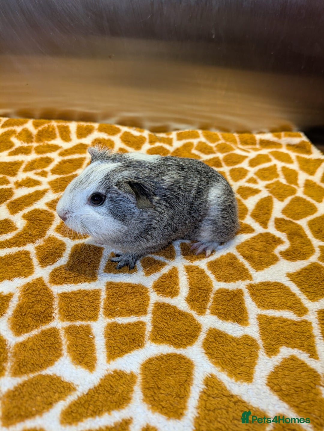 Guinea Pig rodents for sale: Two girls and three boys - Advert 7