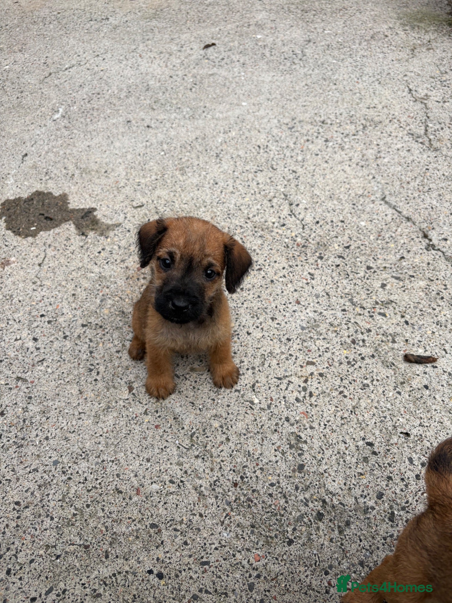 Lakeland Terrier dogs Lakeland terriers  - Advert 8