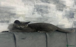 Russian Blue cats for sale: (FREE)Gorgeous 2 year old female cat for adoption  - Image 2