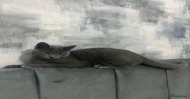 Russian Blue cats - Advert 5