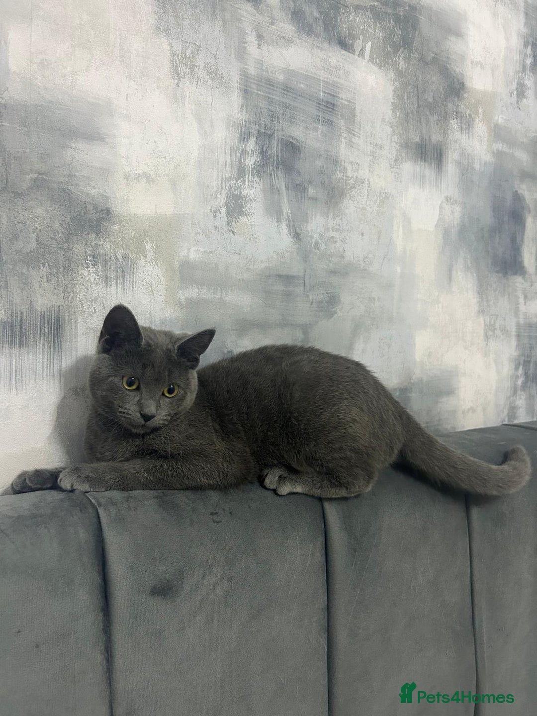 Russian Blue cats for sale: (FREE)Gorgeous 2 year old female cat for adoption  - Image 2