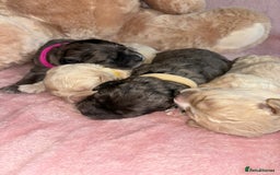 Cavapoo dogs for sale: BEAUTIFUL CAVAPOO PUPPIES HEALTH TESTED PARENTS  - Image 34