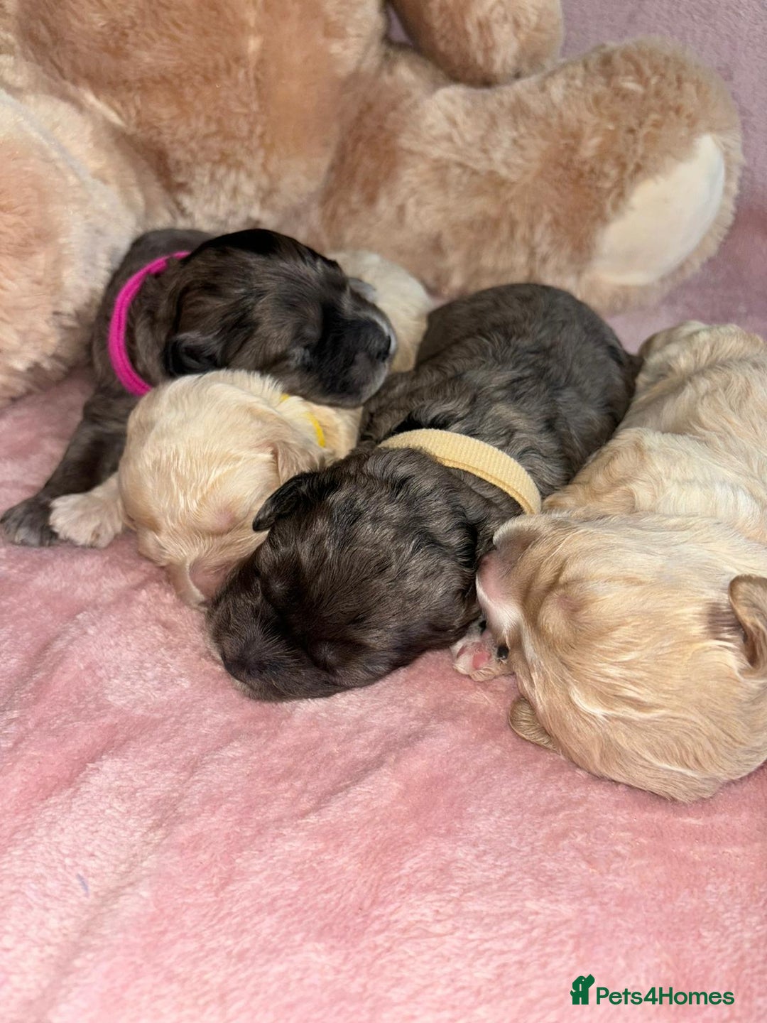 Cavapoo dogs for sale: BEAUTIFUL CAVAPOO PUPPIES HEALTH TESTED PARENTS  - Image 34