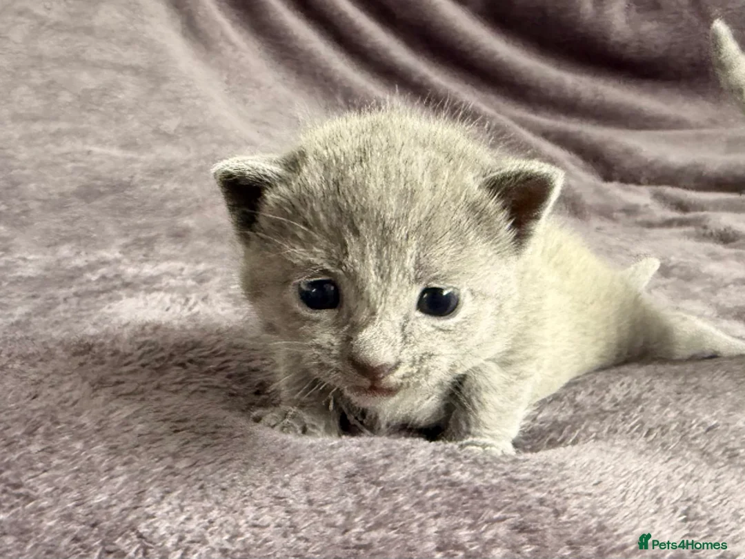 Russian Blue cats for sale: Pure TICA Champion Line Russian Blue Kittens - Advert 18