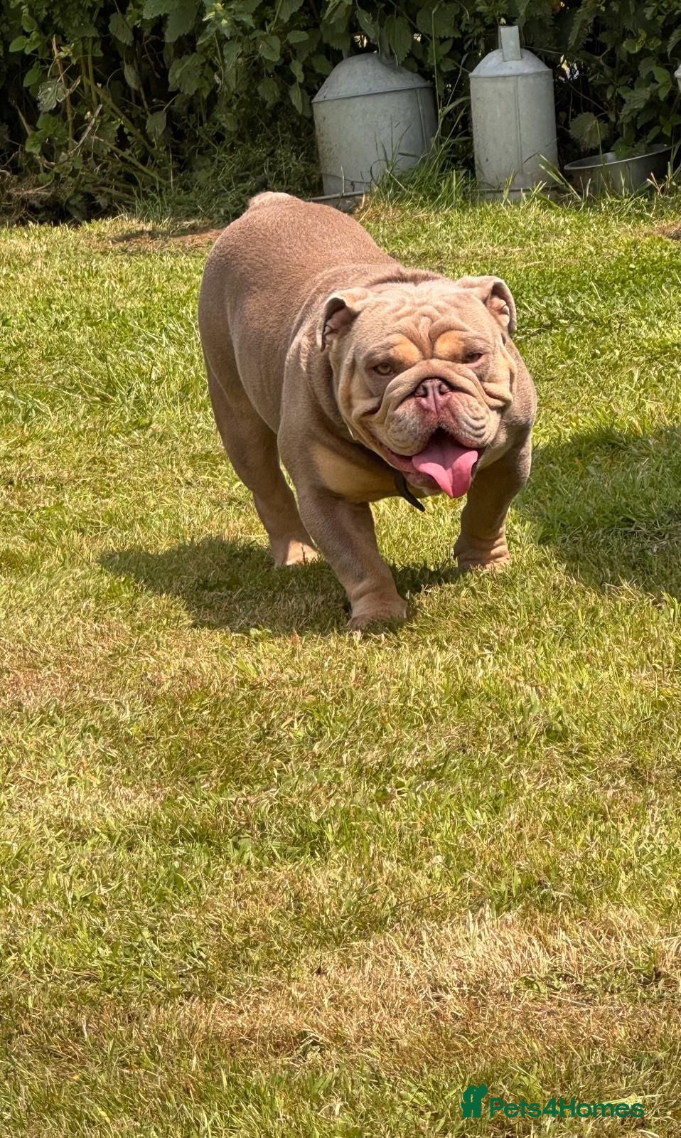 Mixed Breed dogs French bulldog x English bulldog  - Advert 9