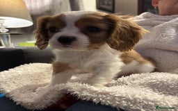 Cavalier King Charles Spaniel dogs for sale: Gorgeous Cavalier King Charles Spaniel Puppy - Image 5