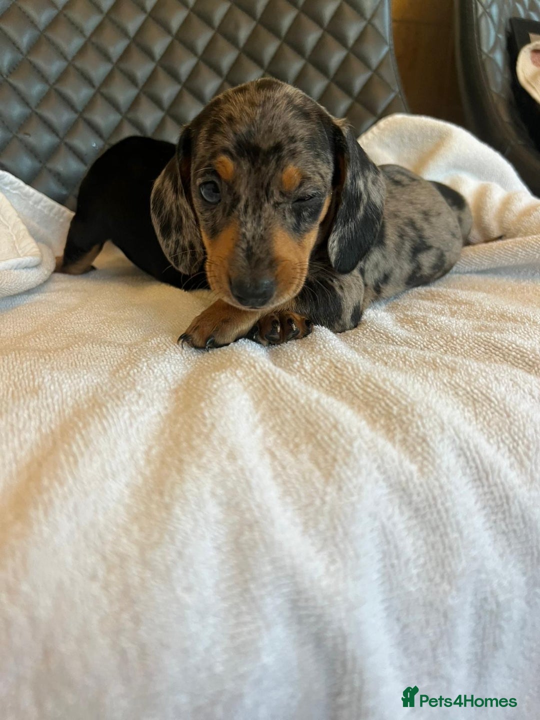 Dachshund dogs for sale: Dachshund puppies  - Advert 5