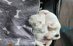 Shihpoo dogs for sale: Shihpoo puppies in Devon ... we've arrived!  - Image 12