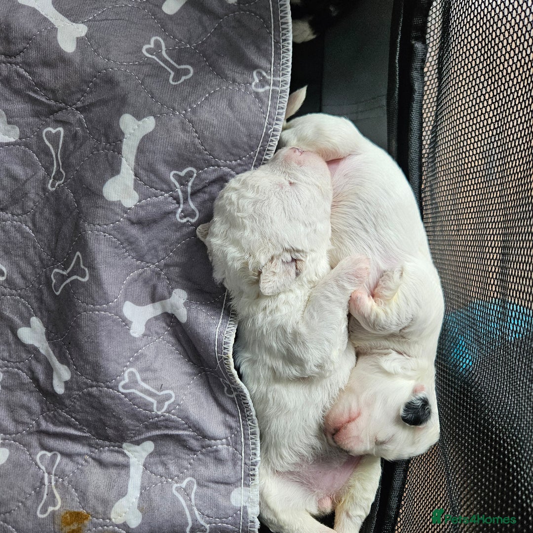 Shihpoo dogs for sale: Shihpoo puppies in Devon ... we've arrived!  - Image 12