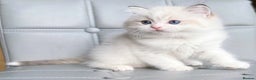 Ragdoll cats for sale: DNA Tested Ragdoll Kitten 1 Male Available  - Advert 2