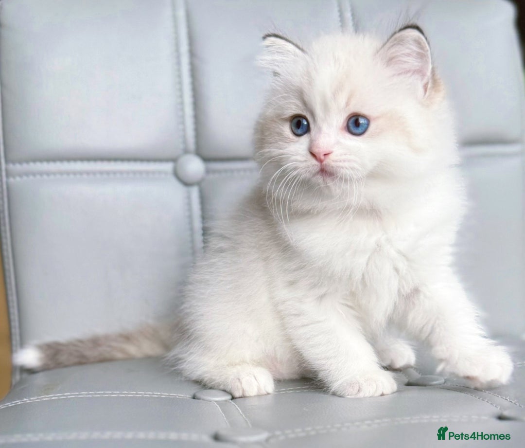 Ragdoll cats for sale: DNA Tested Ragdoll Kitten 1 Male Available  - Advert 2