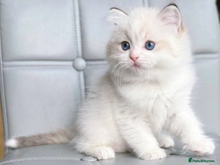 Ragdoll cats DNA Tested Ragdoll Kitten 1 Male Available - Advert 6
