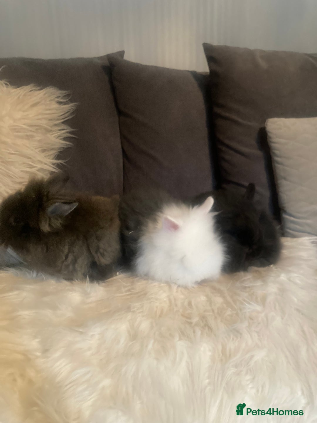 Lionhead rabbits for sale: Beautiful DoubleMane Lionhead Baby Bunnies/Rabbits - Image 10