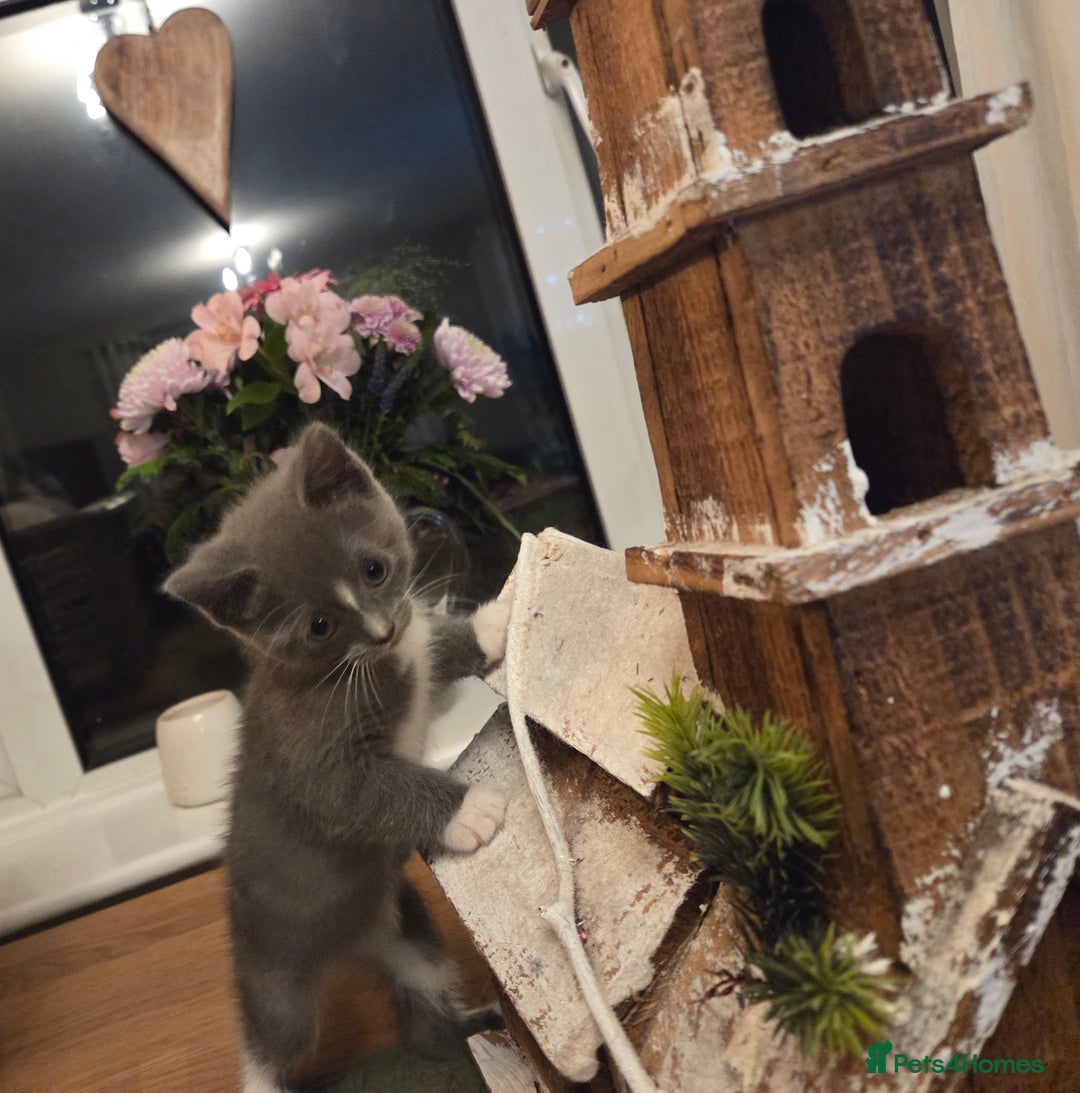 Mixed Breed cats for sale:  **  Beautiful  **  Kittens  **  - Advert 15