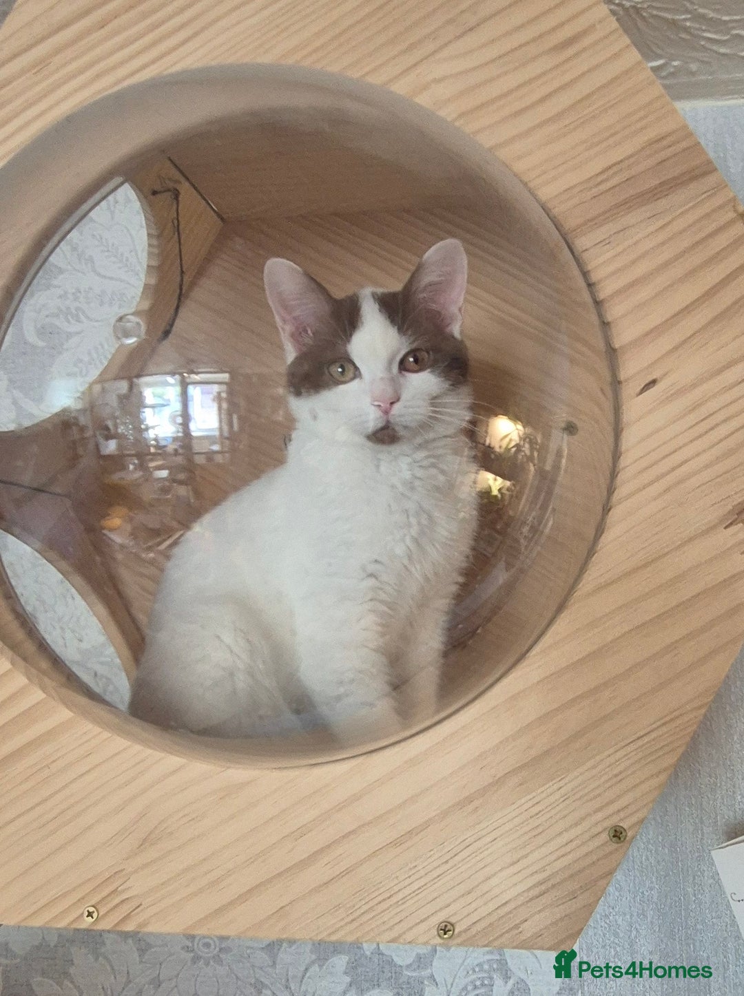 British Shorthair cats for sale: 1 boy left!! Full vaccinated BSH kittens  - Image 4