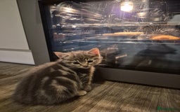 Mixed Breed cats for sale: 2 Beautiful Male Grey/Tabby Kittens - Image 8