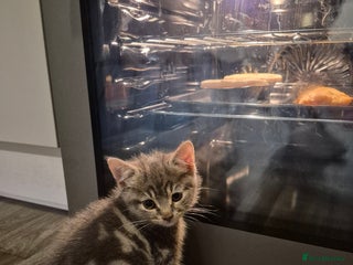 Mixed Breed cats - Advert 20