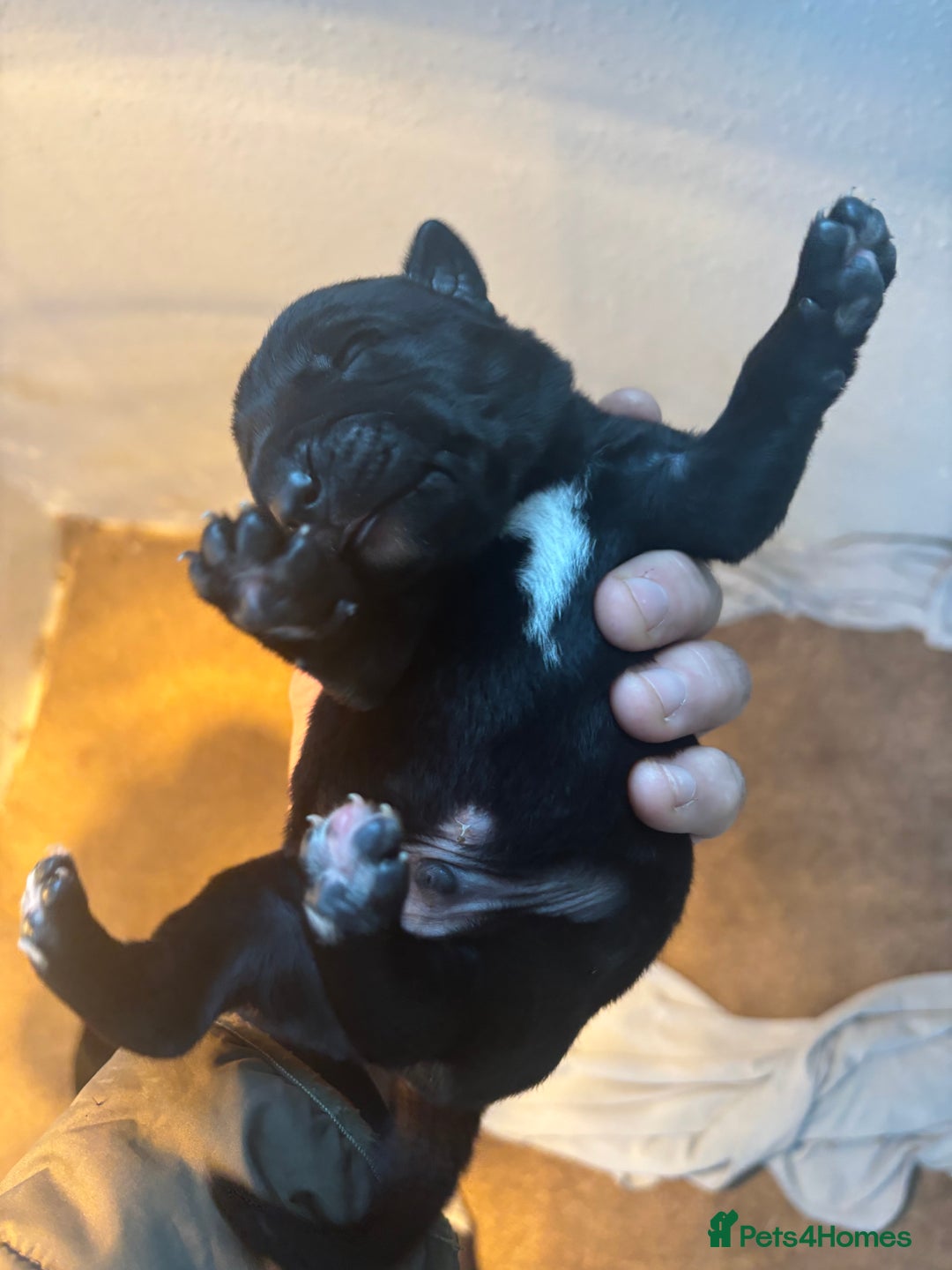Borador dogs for sale: Labrador X Collie pups - Image 10