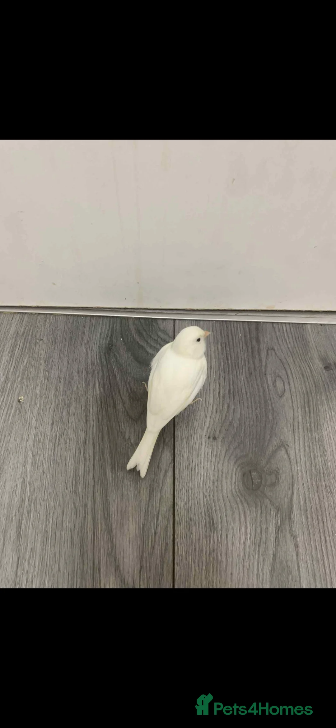 Canaries birds for sale: Fife Border Canaries  - Advert 4