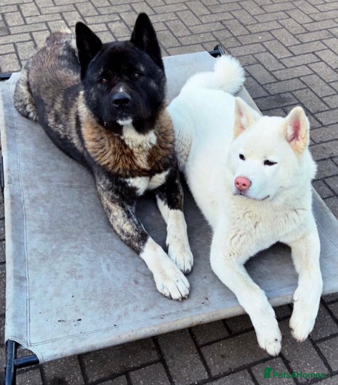 Akita dogs for sale: Stunning American Akita puppies - Advert 11