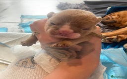 English Bulldog dogs for sale: Litter of 8  - Image 7