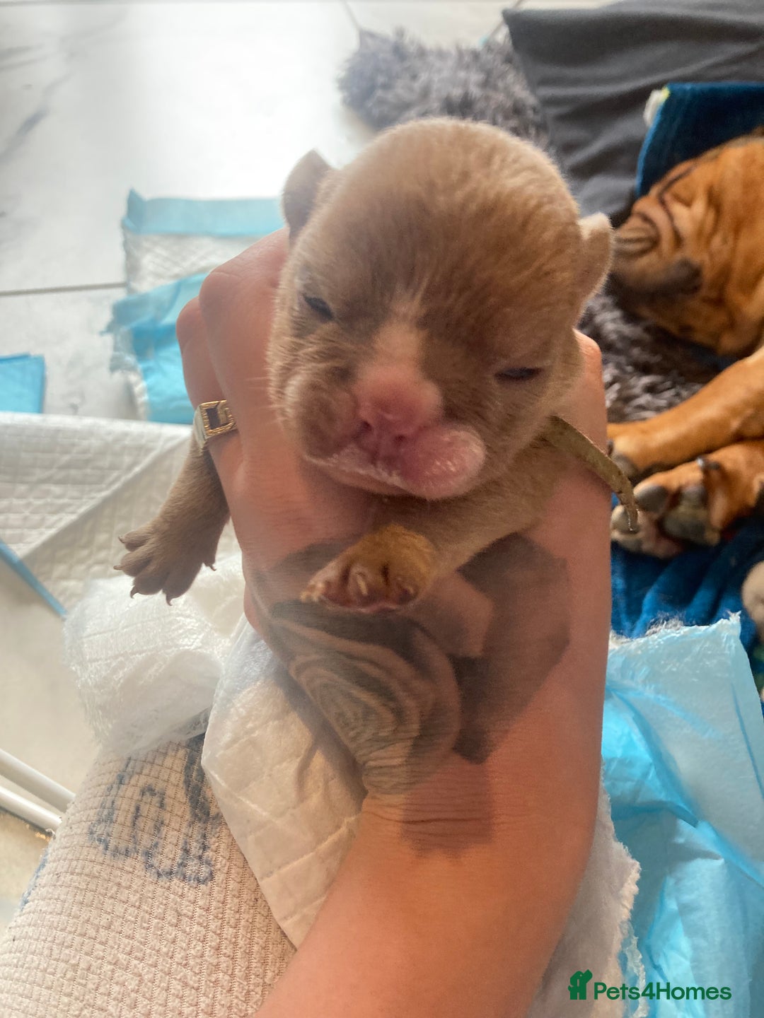 English Bulldog dogs for sale: Litter of 8  - Image 7