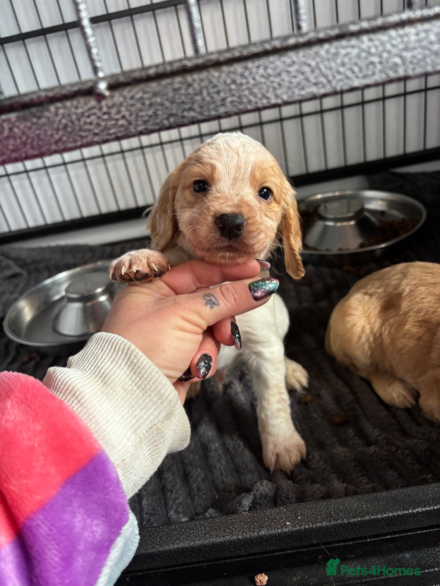 Cocker Spaniel dogs 5⭐️licensed.1 boy left.KC working cocker spaniel - Advert 2