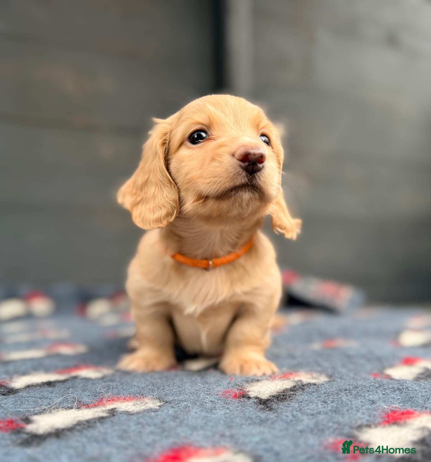 Miniature Dachshund dogs Outstanding KC  Long hair miniature dachshund  - Advert 12