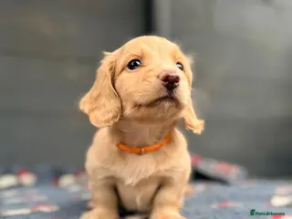 Miniature Dachshund dogs Outstanding KC Long hair miniature dachshund - Advert 1