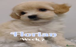 Maltipoo dogs for sale: Wait List Open F1 Genuine Toy Maltipoo - Image 10