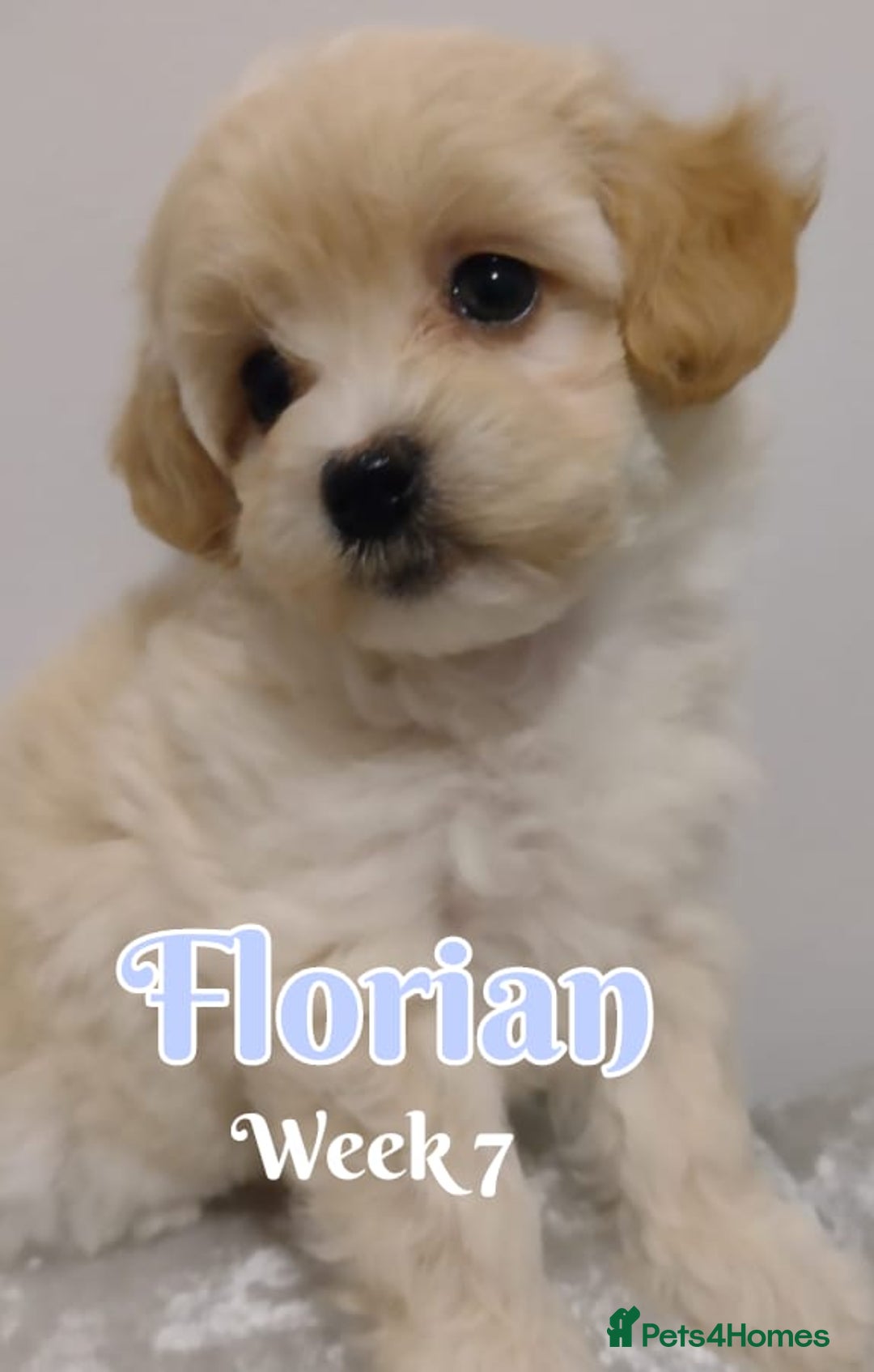 Maltipoo dogs for sale: Wait List Open F1 Genuine Toy Maltipoo - Image 10