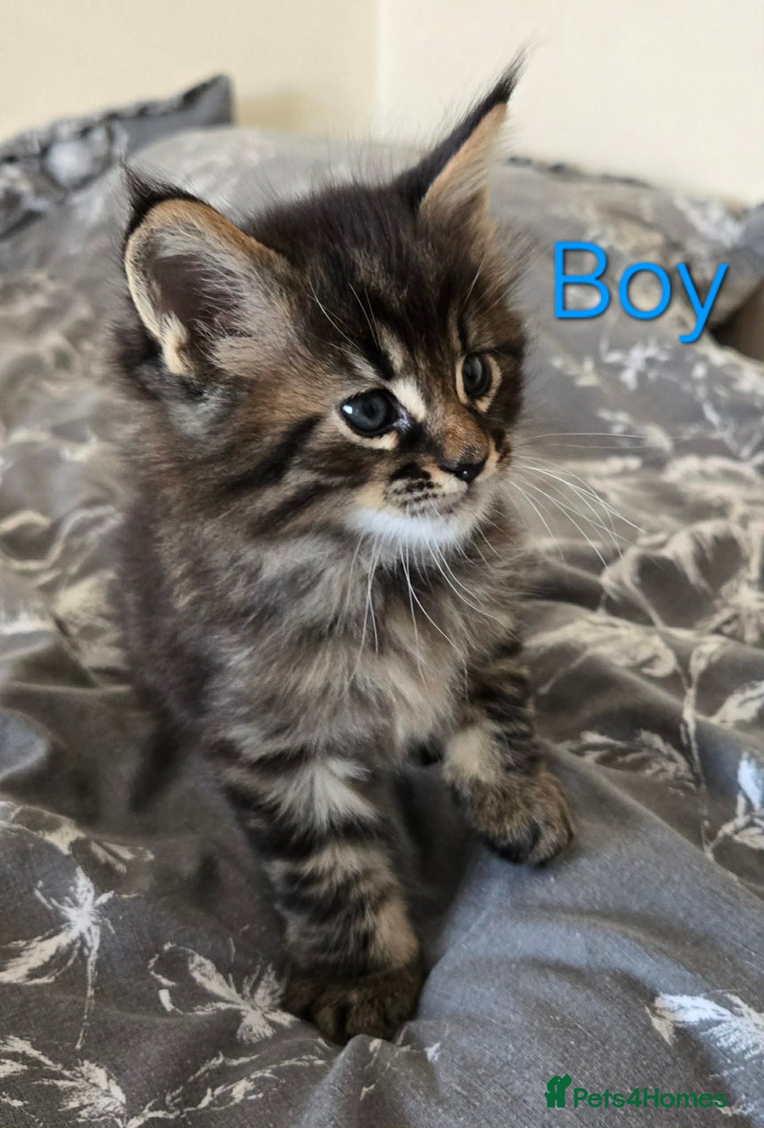 Maine Coon cats for sale: 4 Maine coon boys. - Advert 4