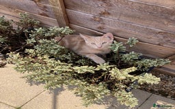American Shorthair cats for sale: Very friendly ginger kitten  - Image 5