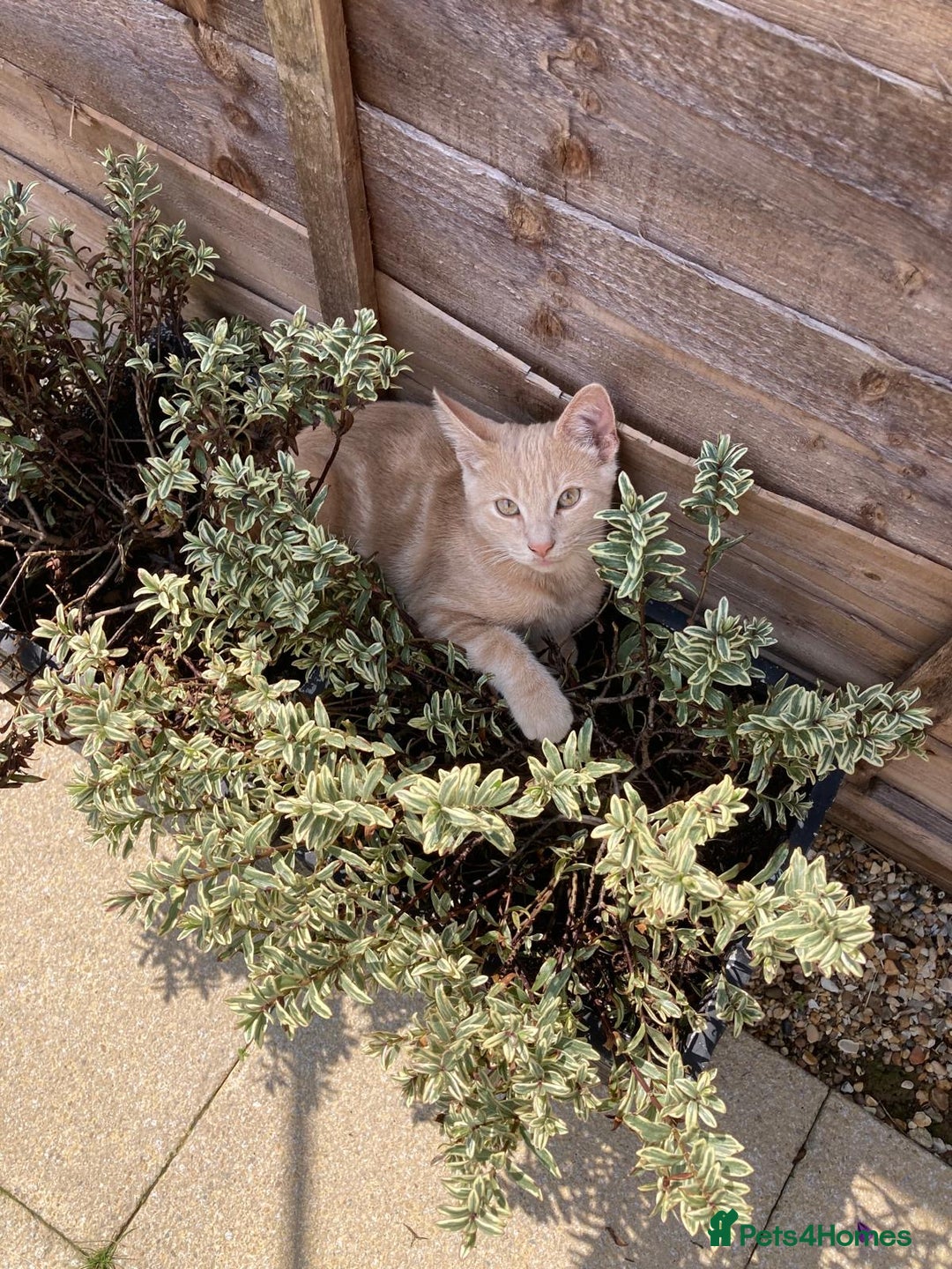 American Shorthair cats for sale: Very friendly ginger kitten  - Image 5