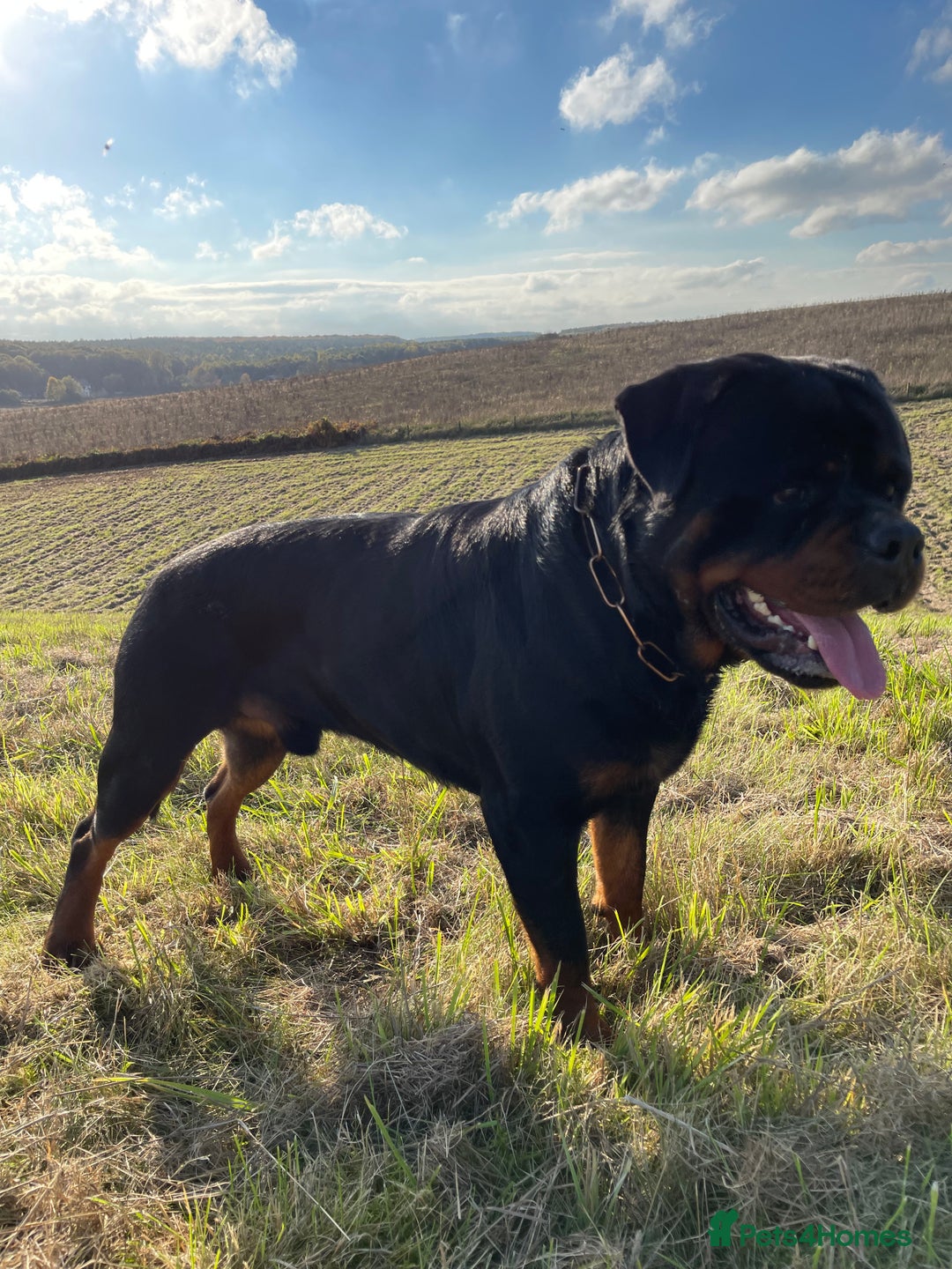 Rottweiler dogs for stud: ABSOLUTELY BEAUTIFUL KC Health Tested *FOR STUD* in Mansfield - Advert 14