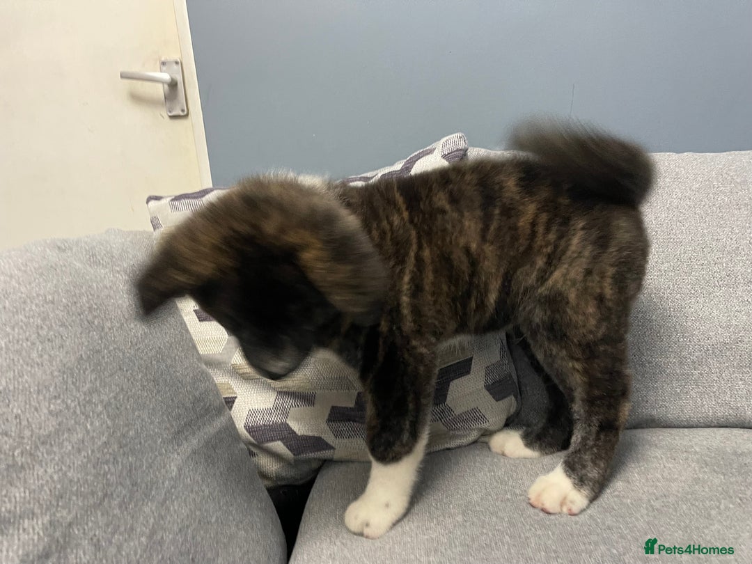 Japanese Akita Inu dogs for sale: Japonese Akita Inu - Advert 6