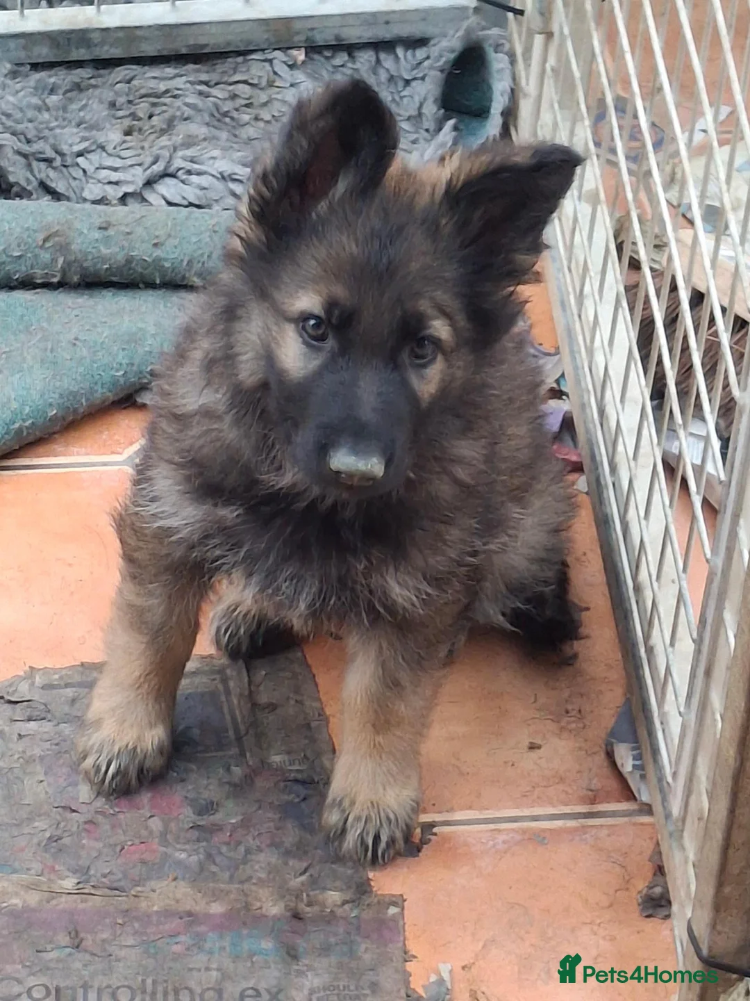 German Shepherd dogs for sale: KC German Shepherd pupies - Advert 2