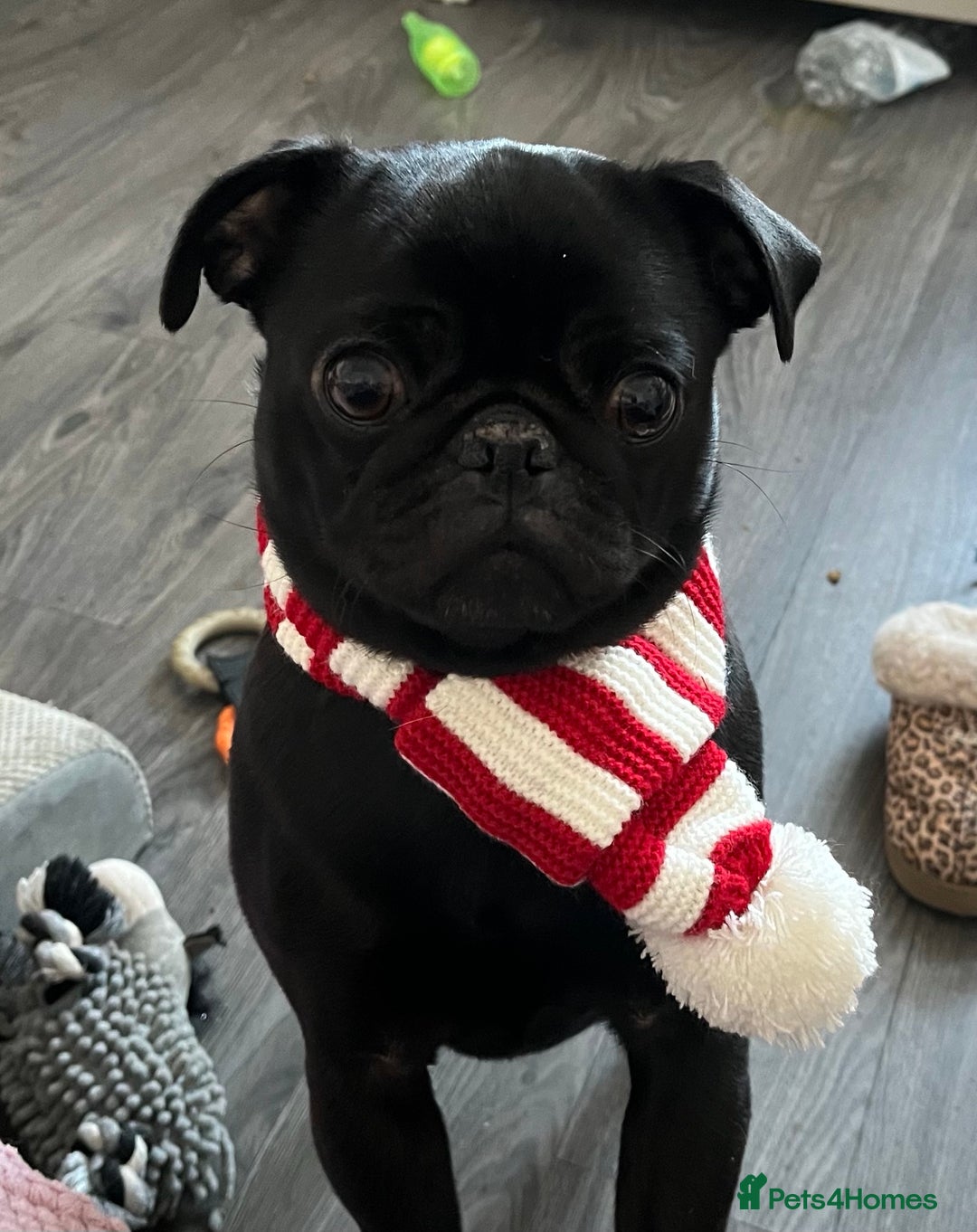 Pug dogs for sale: Beautiful Black Pug Girl looking for forever home  - Advert 2