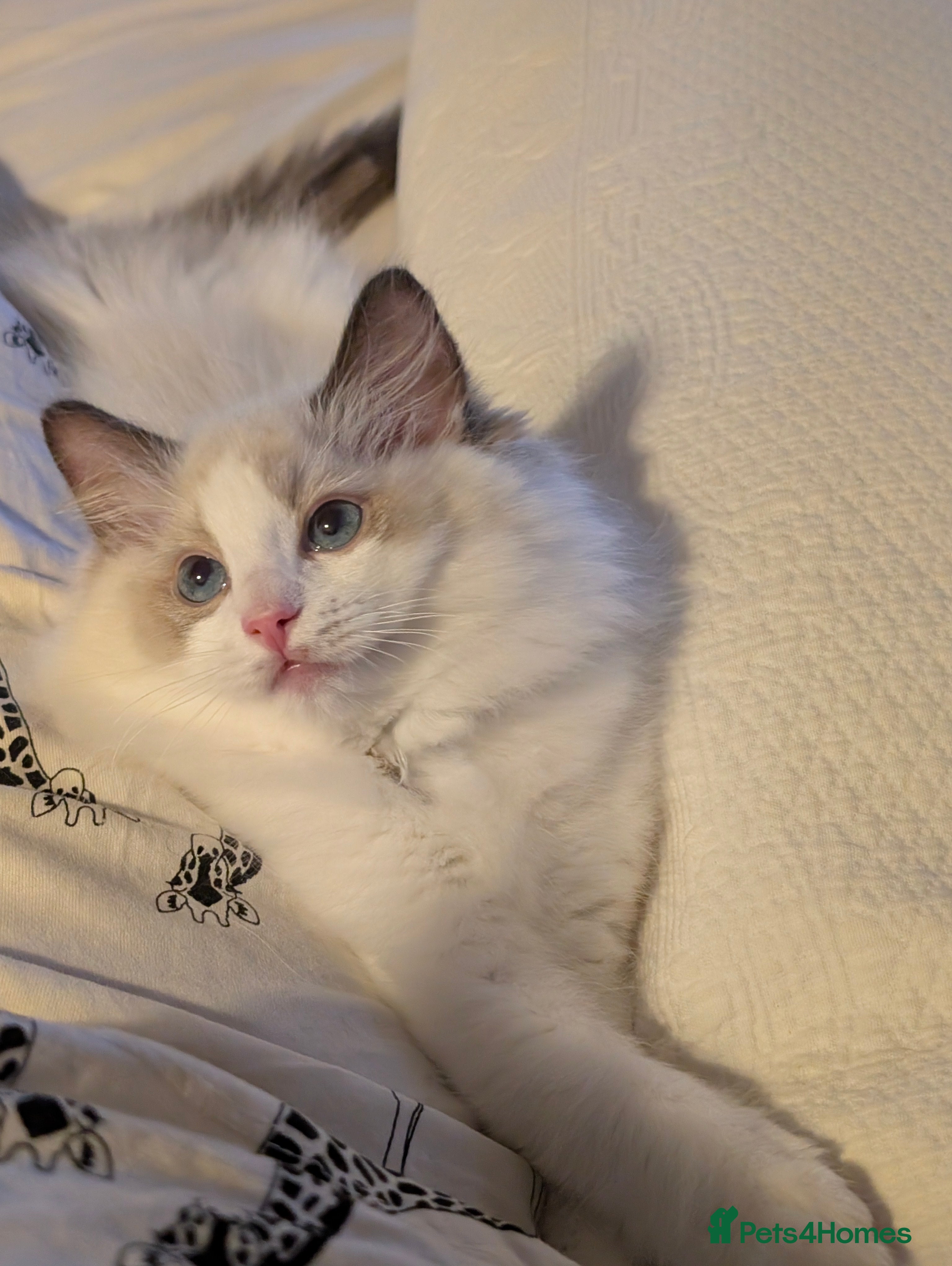 Ragdoll cats Tica Ragdoll kittens imperial grand champion lines - Advert 2