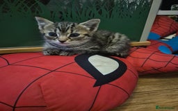 Mixed Breed cats for sale: kittens for sale  - Image 8