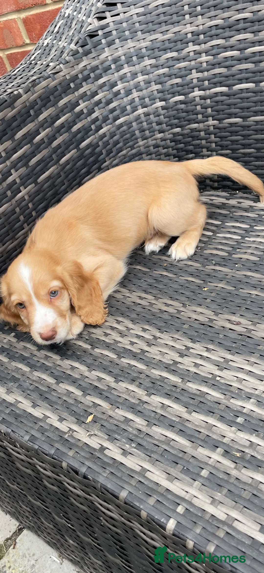 Cocker Spaniel dogs for sale: COCKER SPANIEL PUPS - Advert 1
