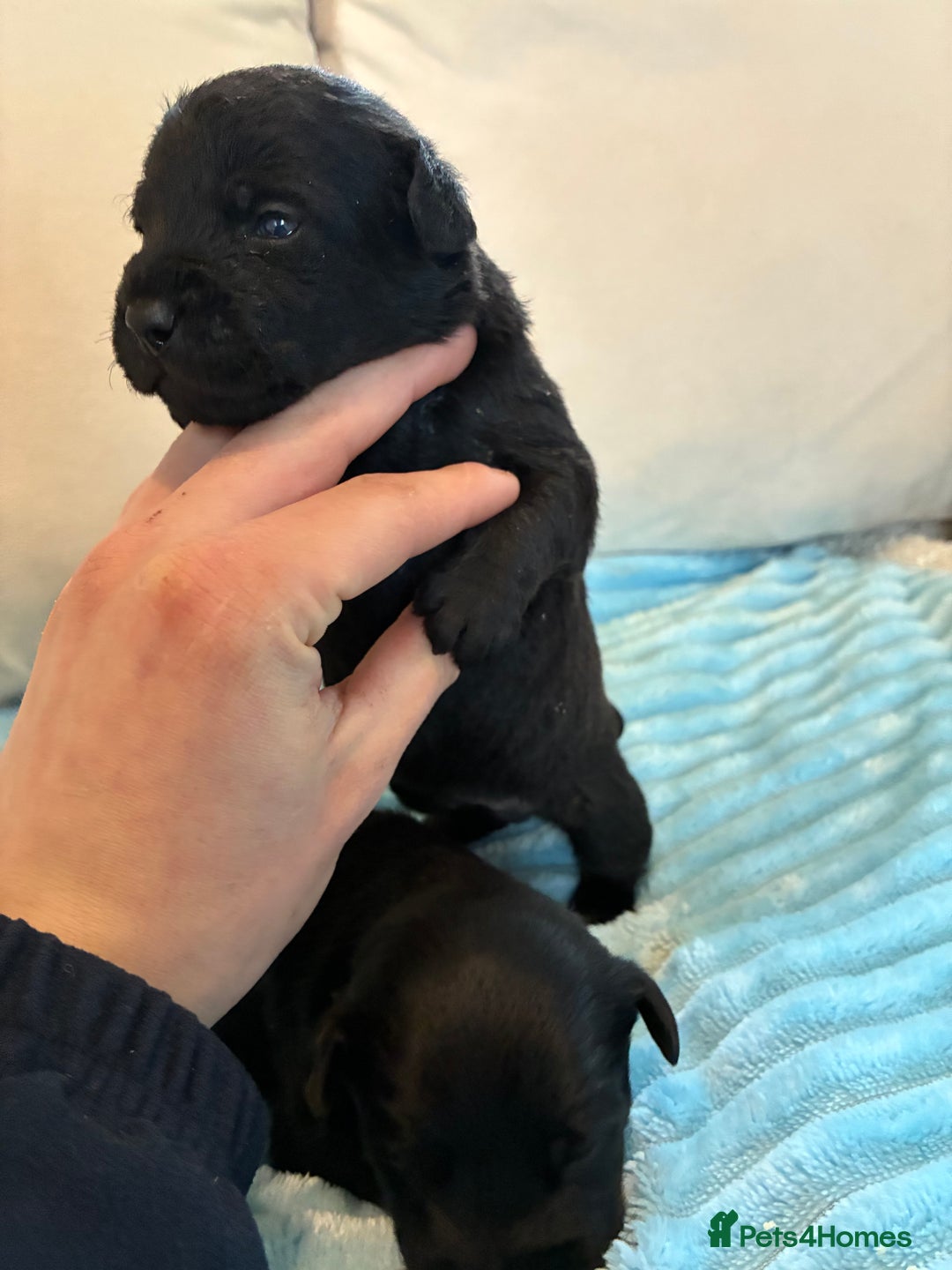 Patterdale Terrier dogs for sale: Patterdale pups  - Advert 7