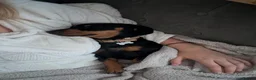 Dachshund dogs for sale: Rehome  - Advert 4