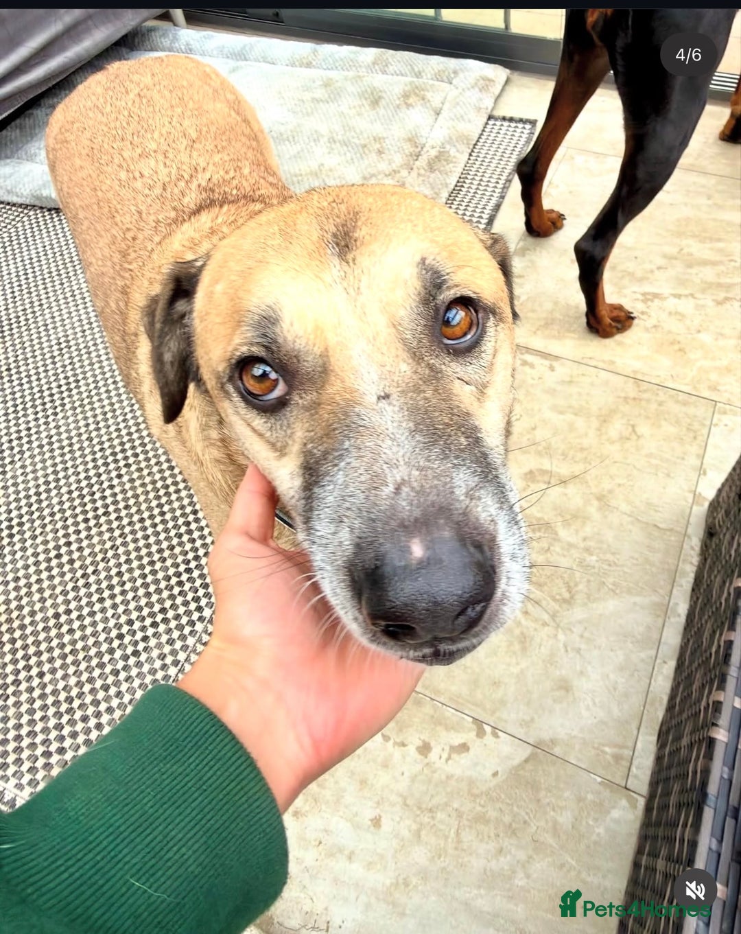 Mixed Breed dogs for adoption: Gentle Louie is ready for his forever family! - Image 8