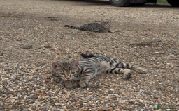 Bengal cats for sale: Stunning litter of Bengals  in Stowmarket - Image 5