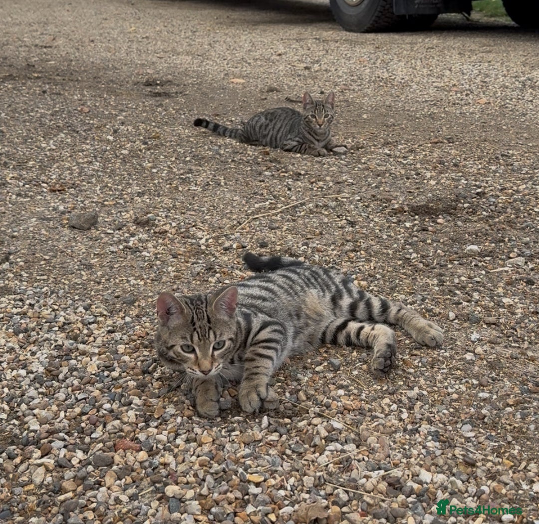 Bengal cats for sale: Stunning litter of Bengals  in Stowmarket - Image 5