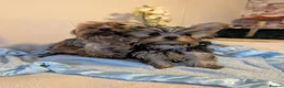 Yorkshire Terrier dogs for sale: Yorkshire Terrier ready for new home  - Advert 6