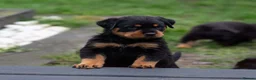 Rottweiler dogs for sale: Chunky German Rottweilers pups  - Advert 22